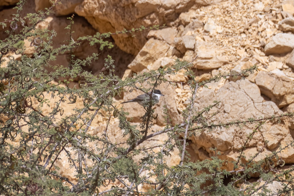 Eastern Orphean Warbler - ML613539810