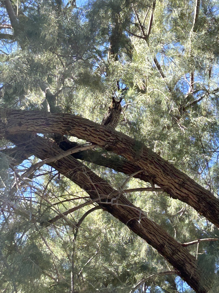 Waldohreule - ML613539839