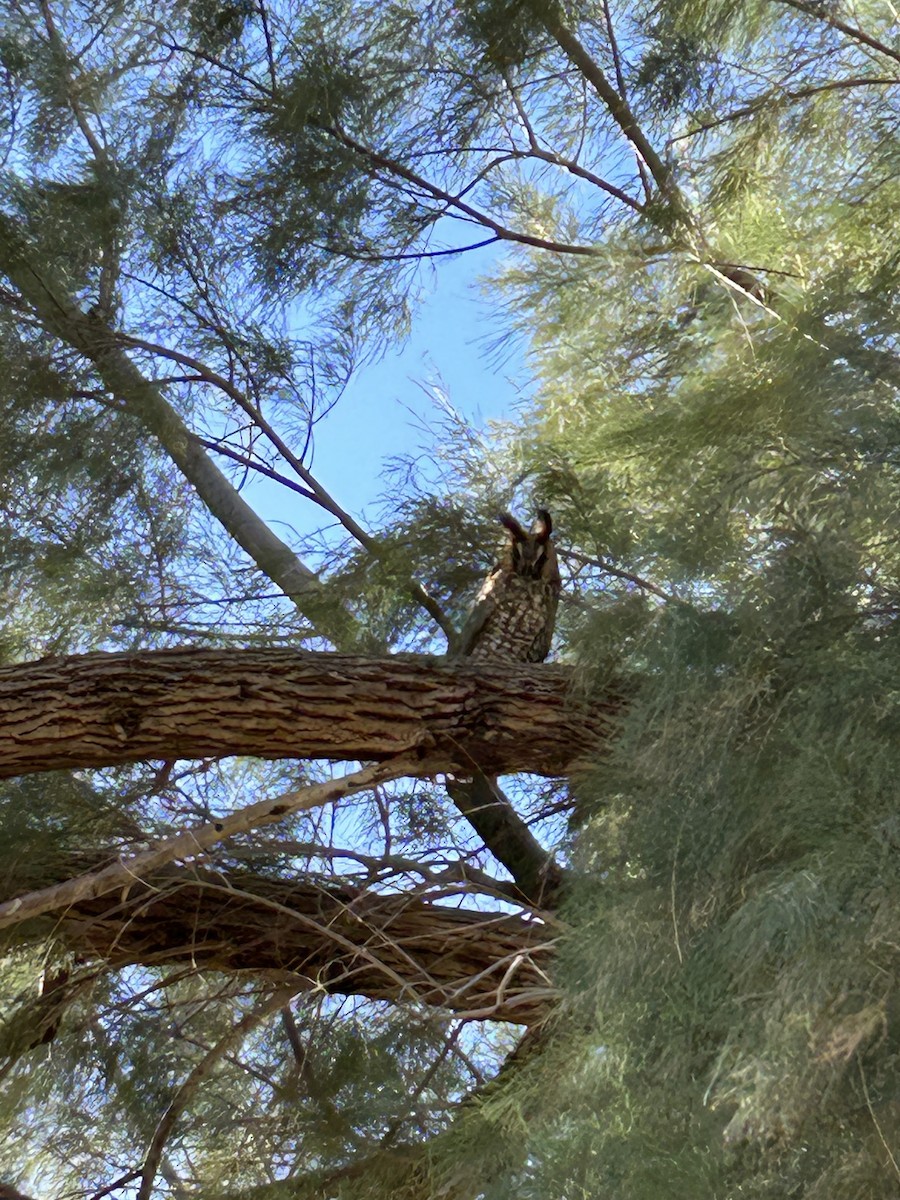 Waldohreule - ML613539840