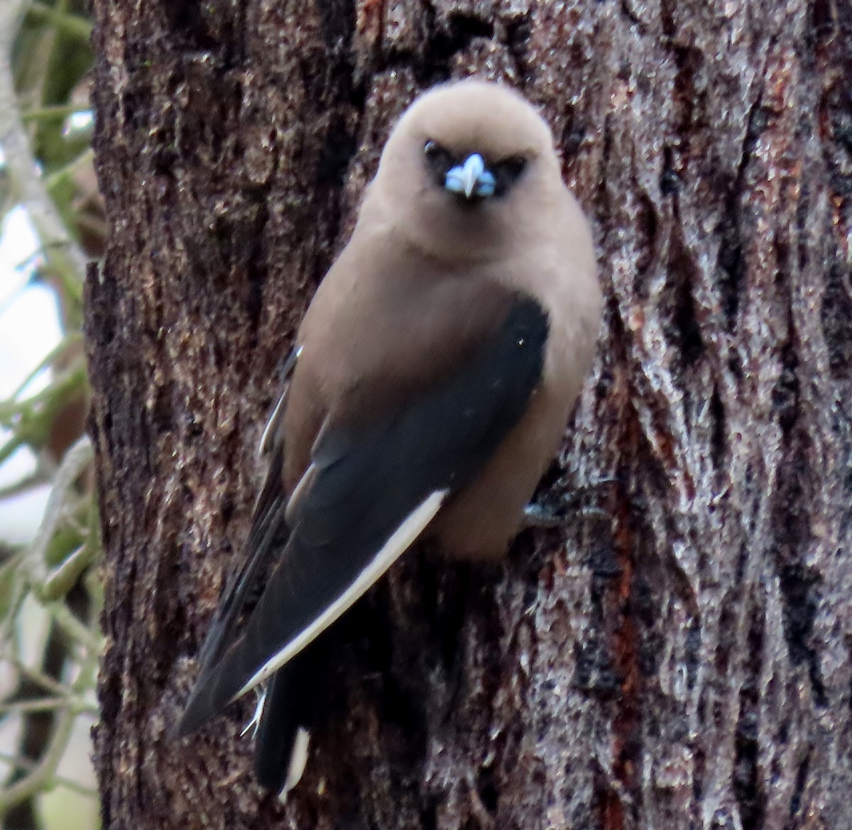 Dusky Woodswallow - Phil Skeggs