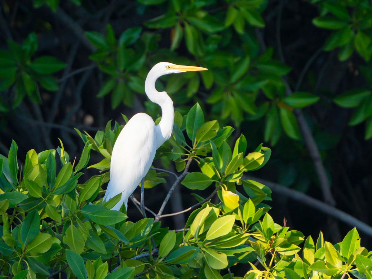 Great Egret - ML613539891