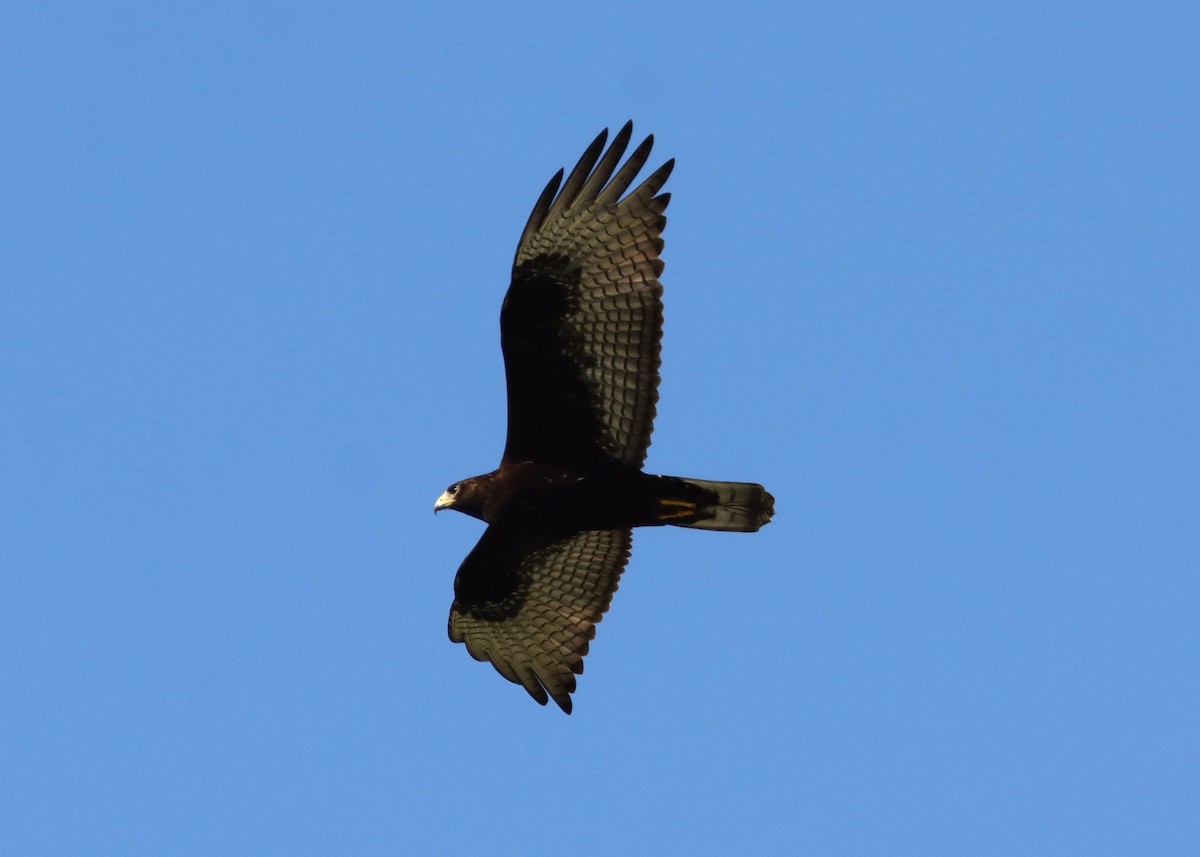 Zone-tailed Hawk - ML613539907