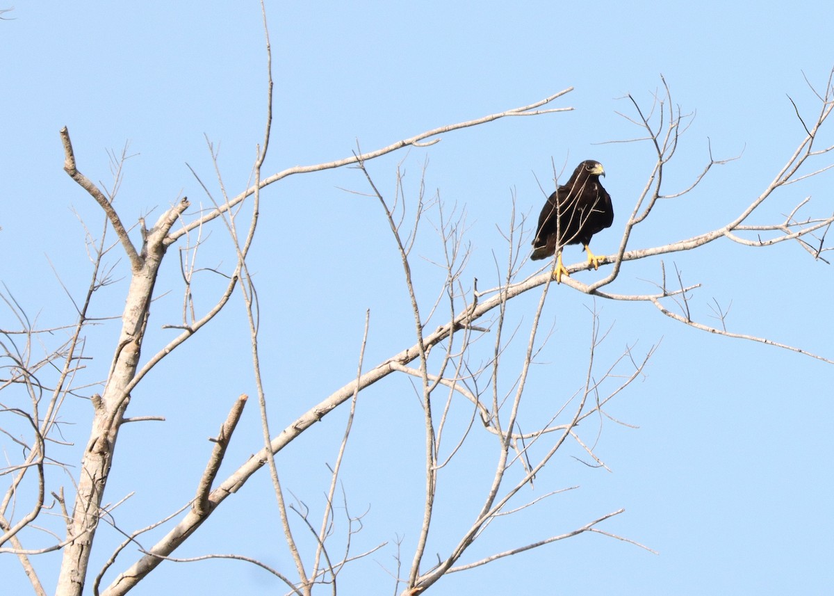 Zone-tailed Hawk - ML613539908