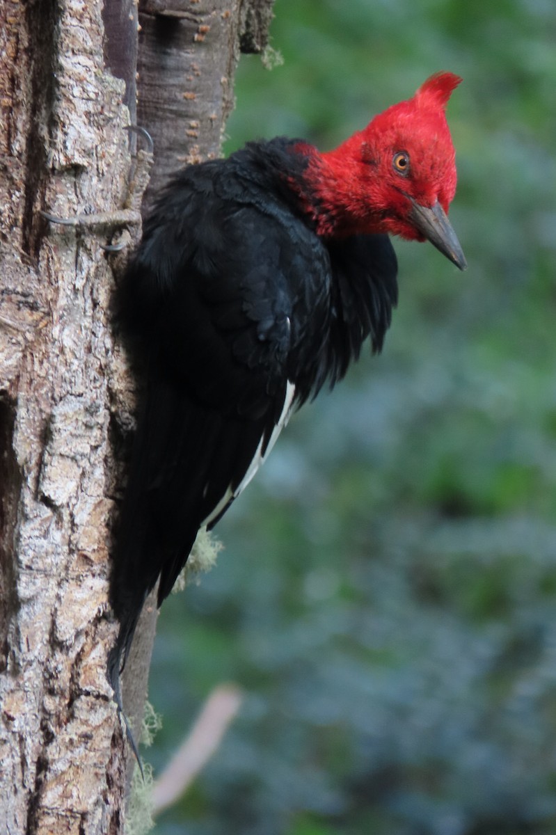 Magellanic Woodpecker - Itamar Donitza