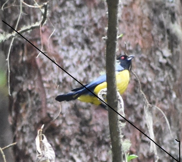 Hooded Mountain Tanager - Troy Blodgett