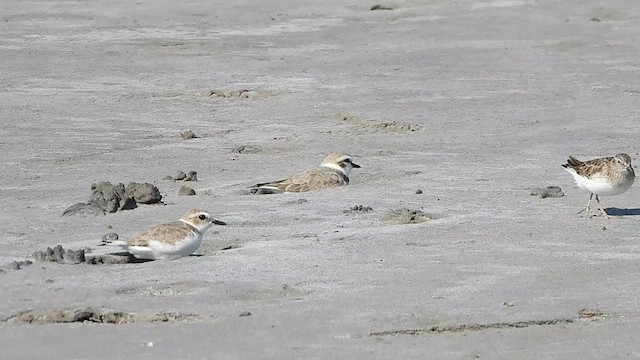 Snowy Plover - ML613539981