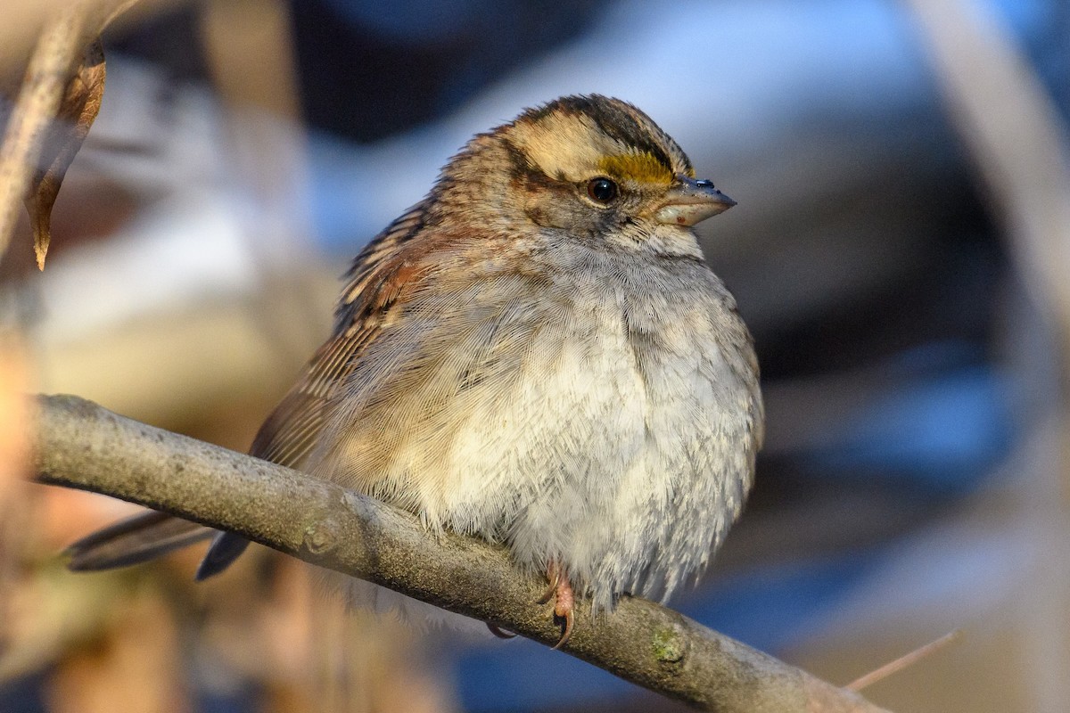 White-throated Sparrow - ML613539987