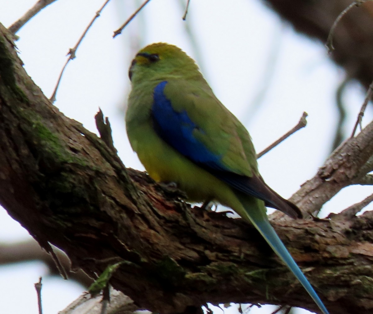 Blue-winged Parrot - Phil Skeggs