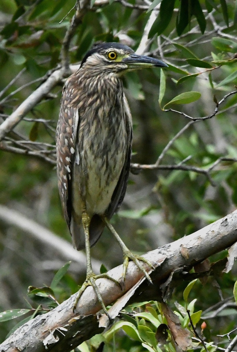 Nankeen Night Heron - ML613540061