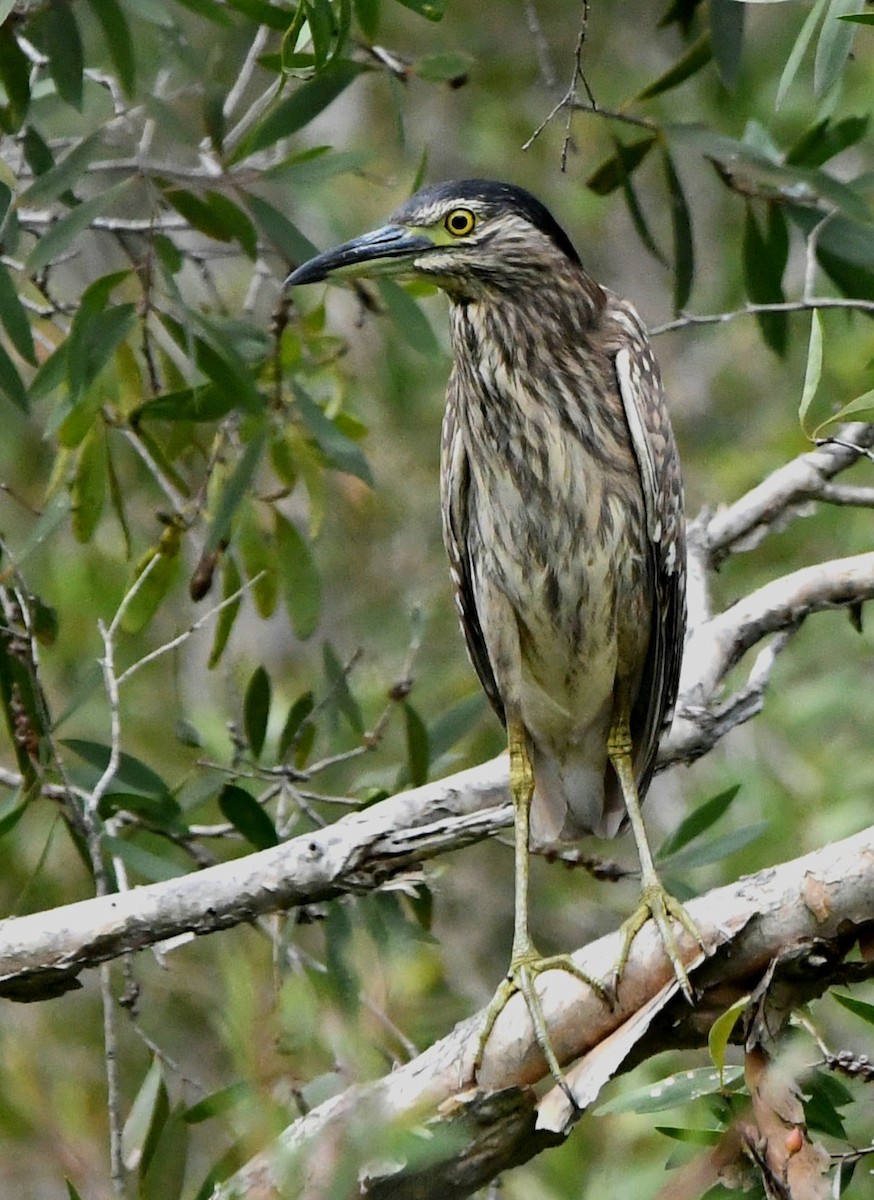 Nankeen Night Heron - ML613540062