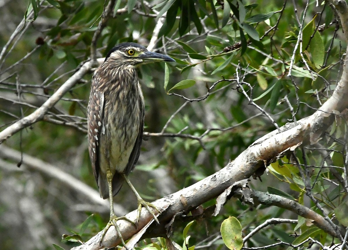Nankeen Night Heron - ML613540063