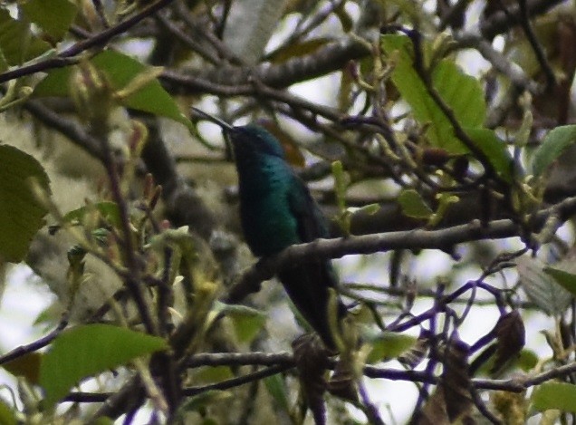 kolibřík modrolící - ML613540081