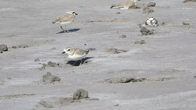 Snowy Plover - ML613540096