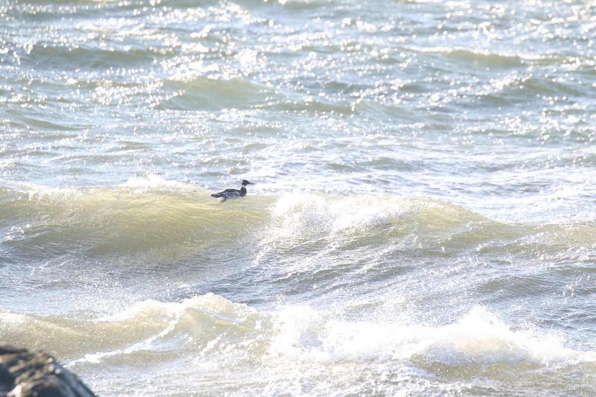 Red-breasted Merganser - Joe Haemmerle