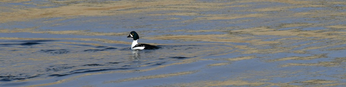 Barrow's Goldeneye - Elke Davis