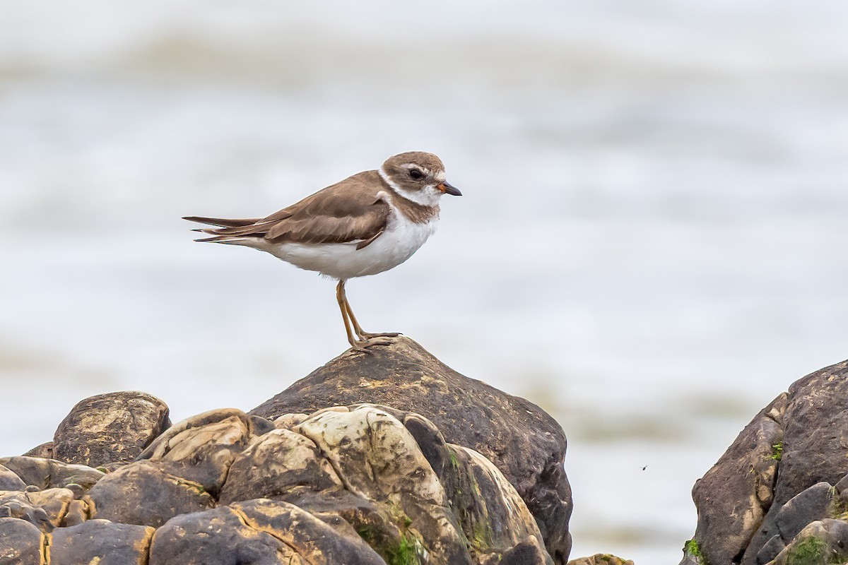Semipalmated Plover - ML613540249