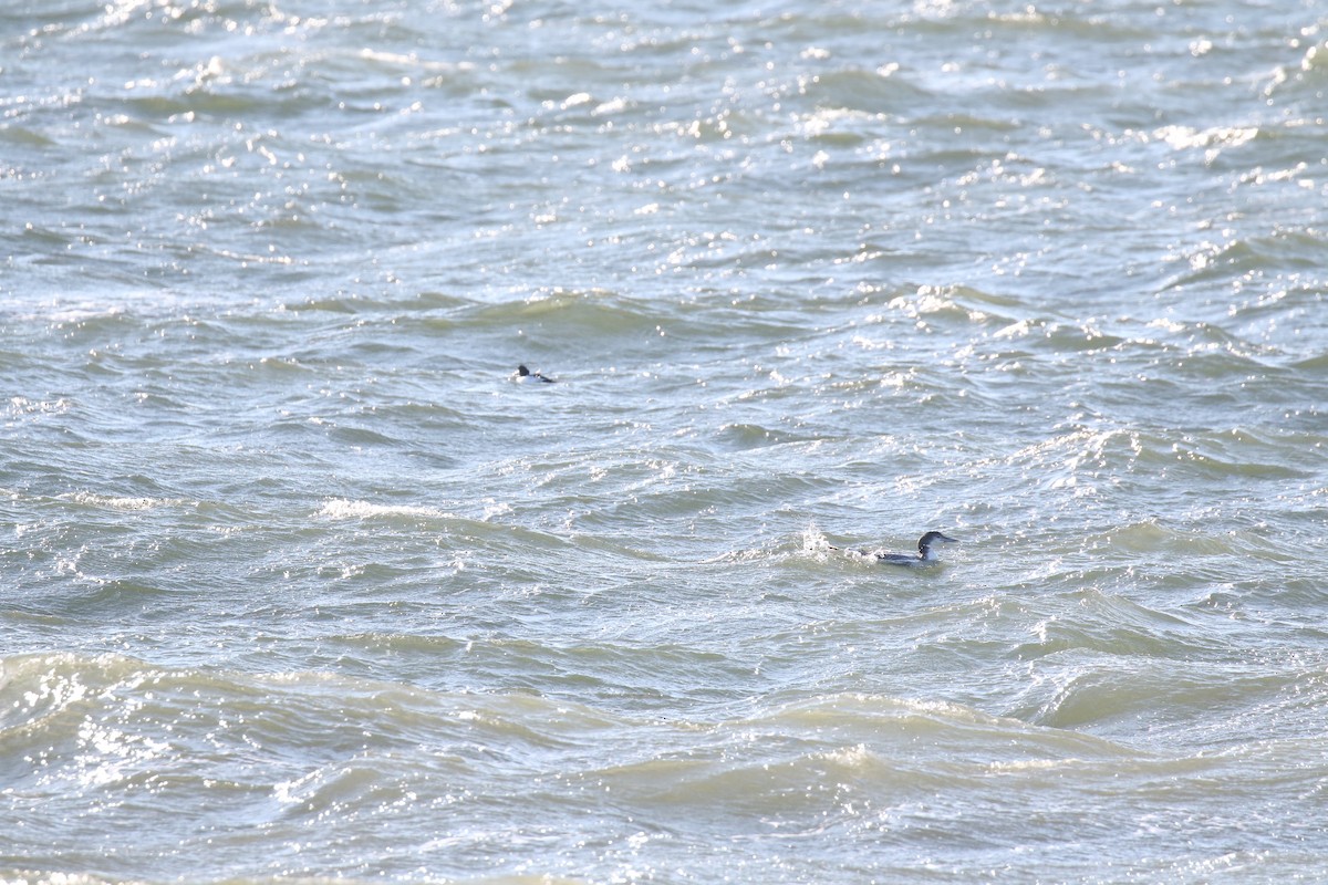 Common Loon - Joe Haemmerle