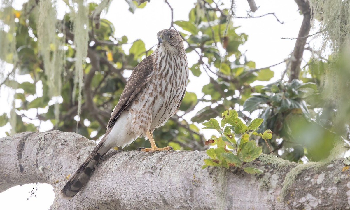 Cooper's Hawk - ML613540294