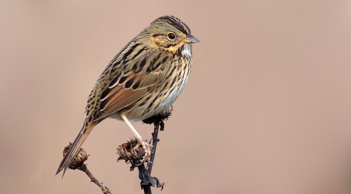 Lincoln's Sparrow - ML613540322