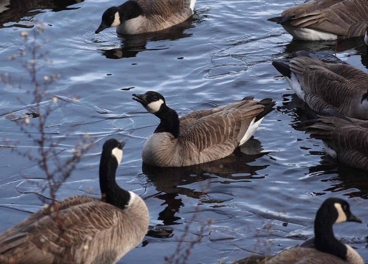 Canada Goose - ML613540463