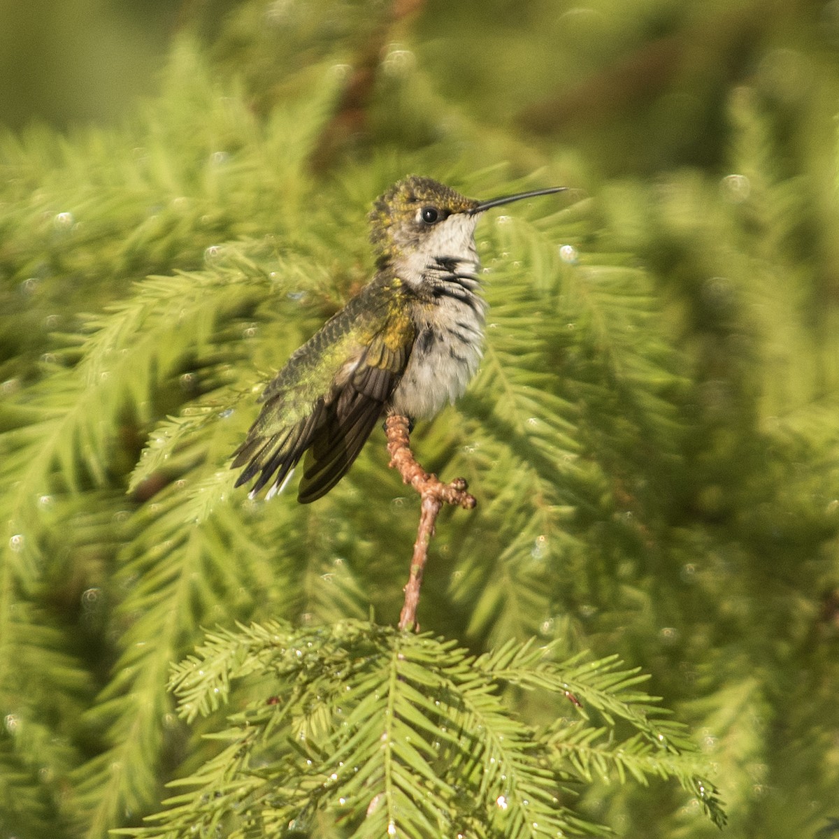 kalypta rubínohrdlá - ML613540484