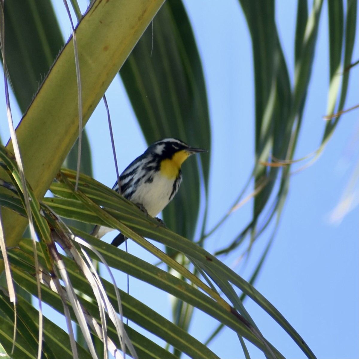 Yellow-throated Warbler - ML613540497