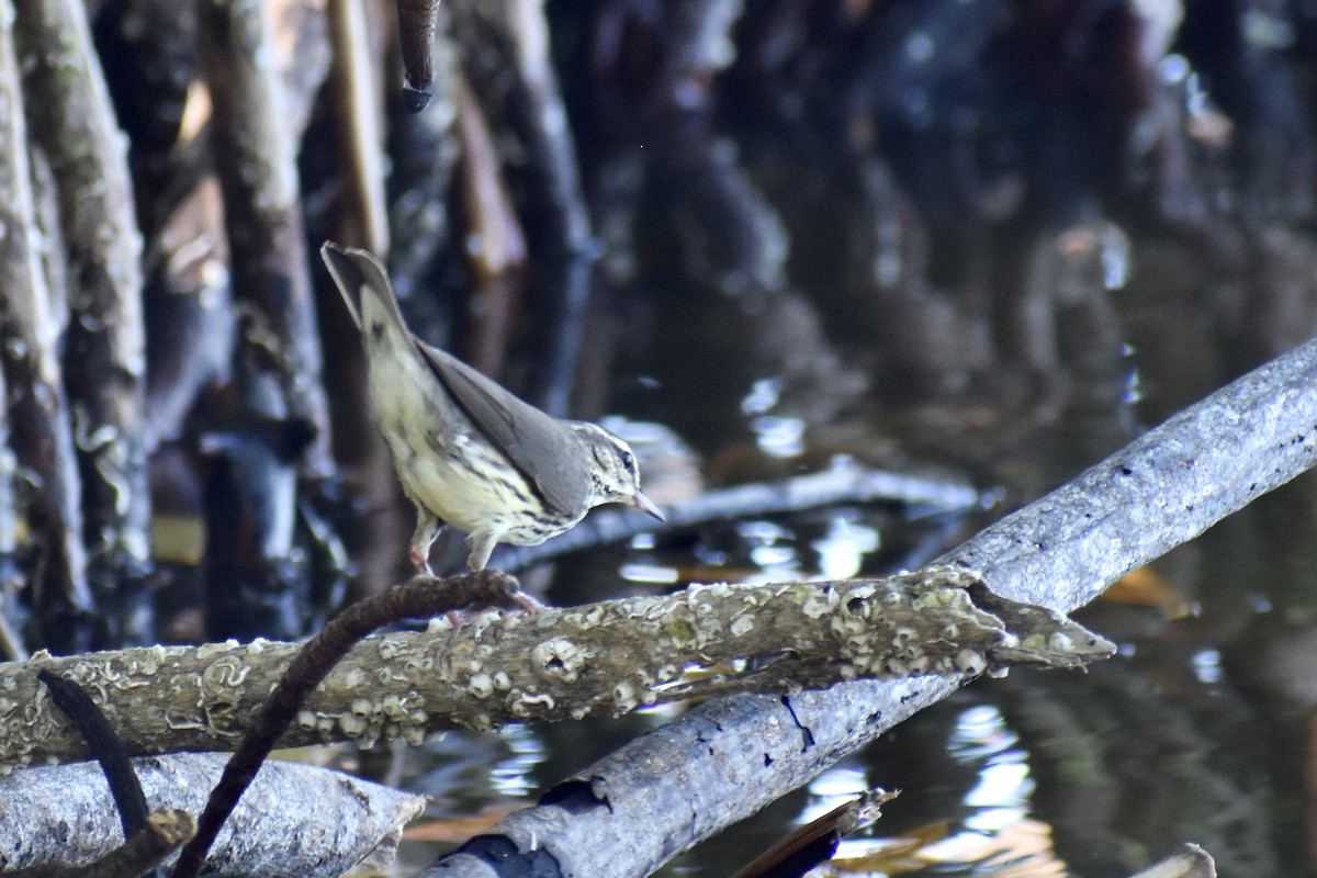 Northern Waterthrush - ML613540537