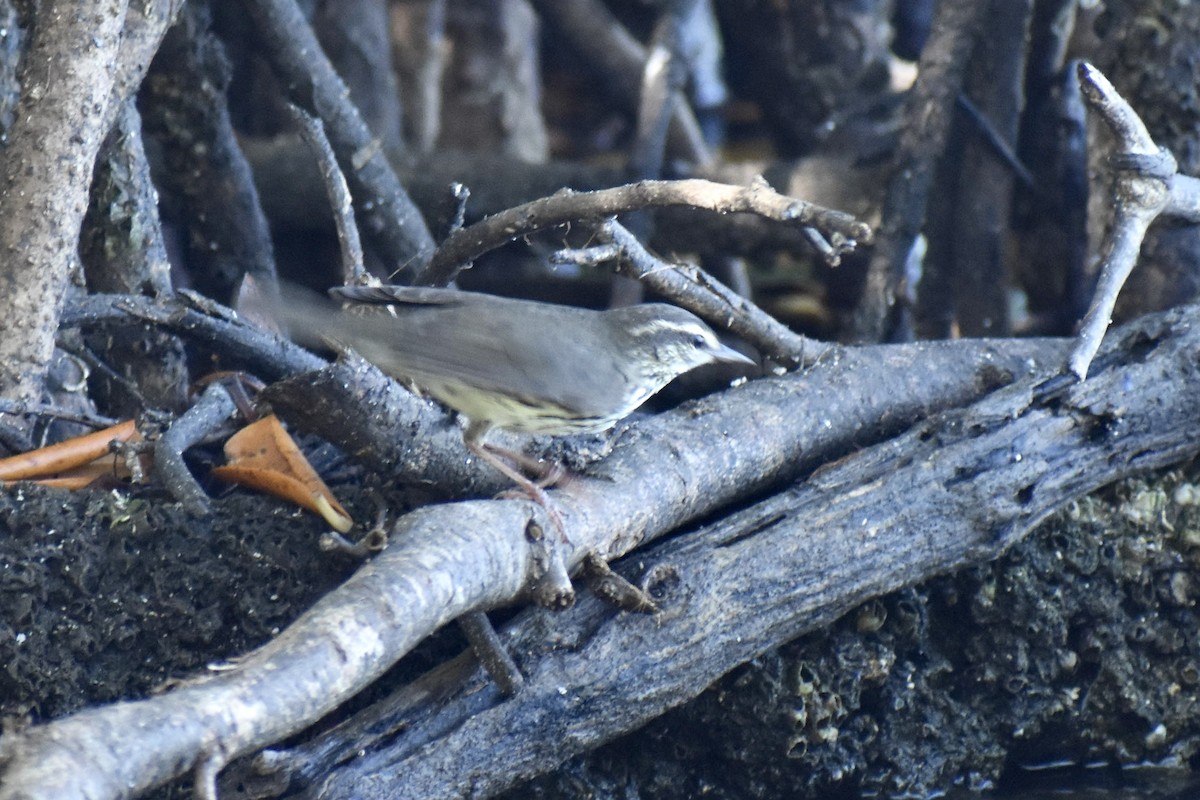 Northern Waterthrush - ML613540538