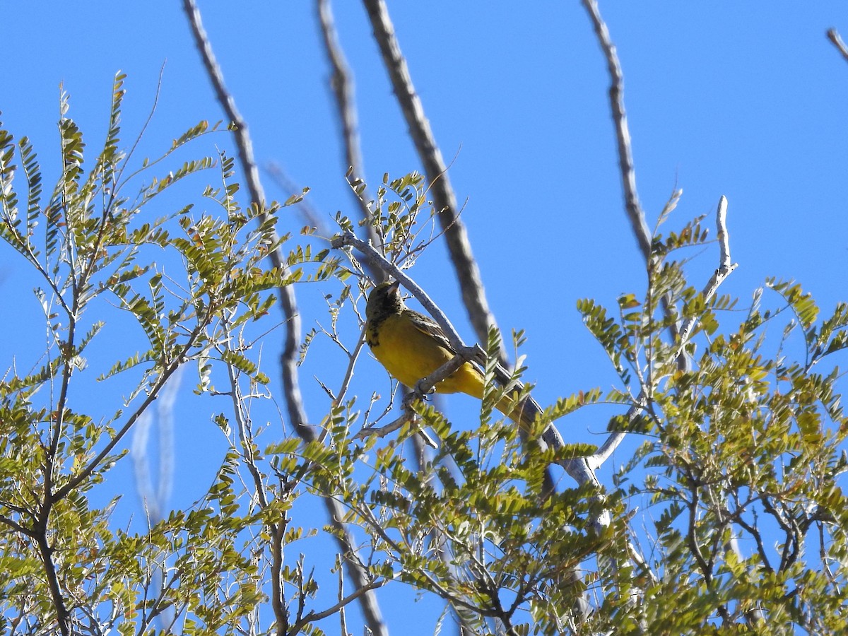 Oriole jaune-verdâtre - ML613540592