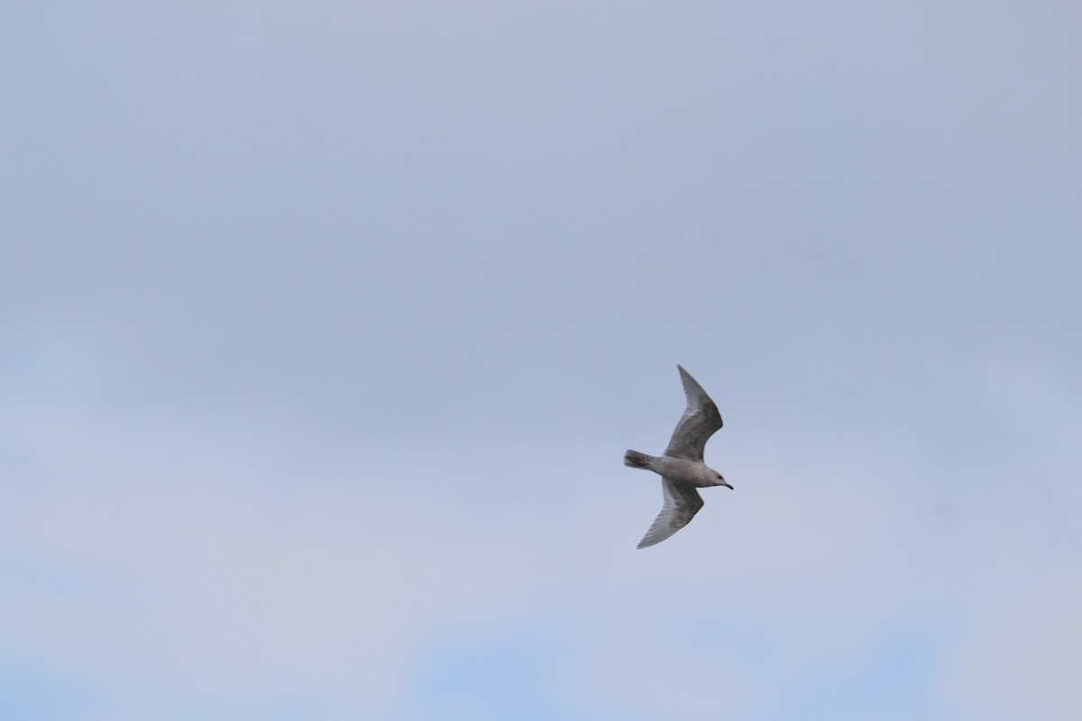 Gaviota Groenlandesa - ML613540627