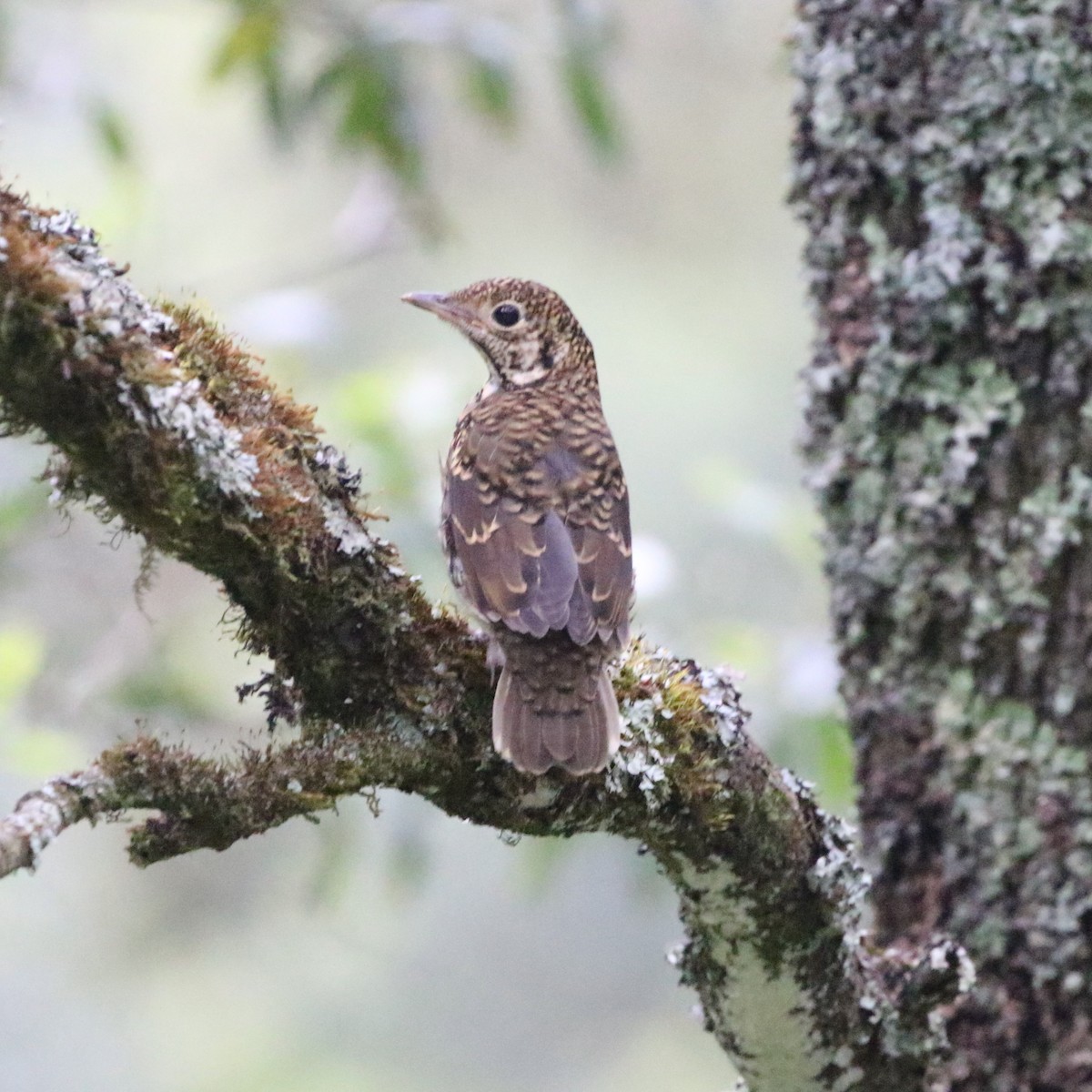 Bassian Thrush - ML613540636