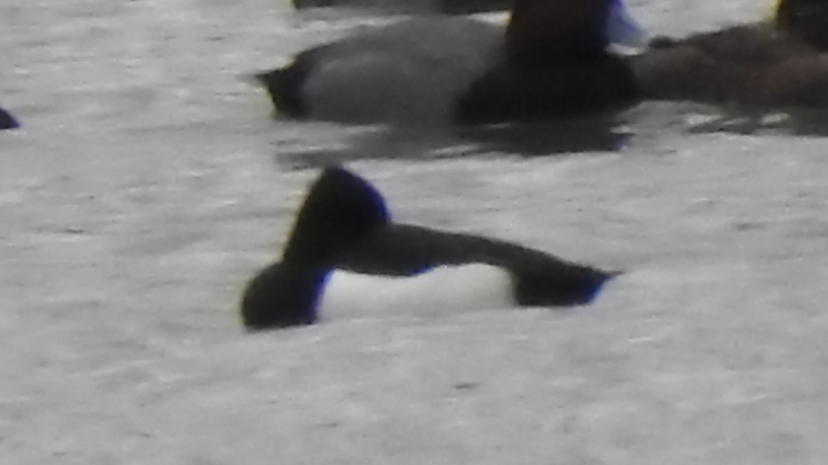 Tufted Duck - ML613540641