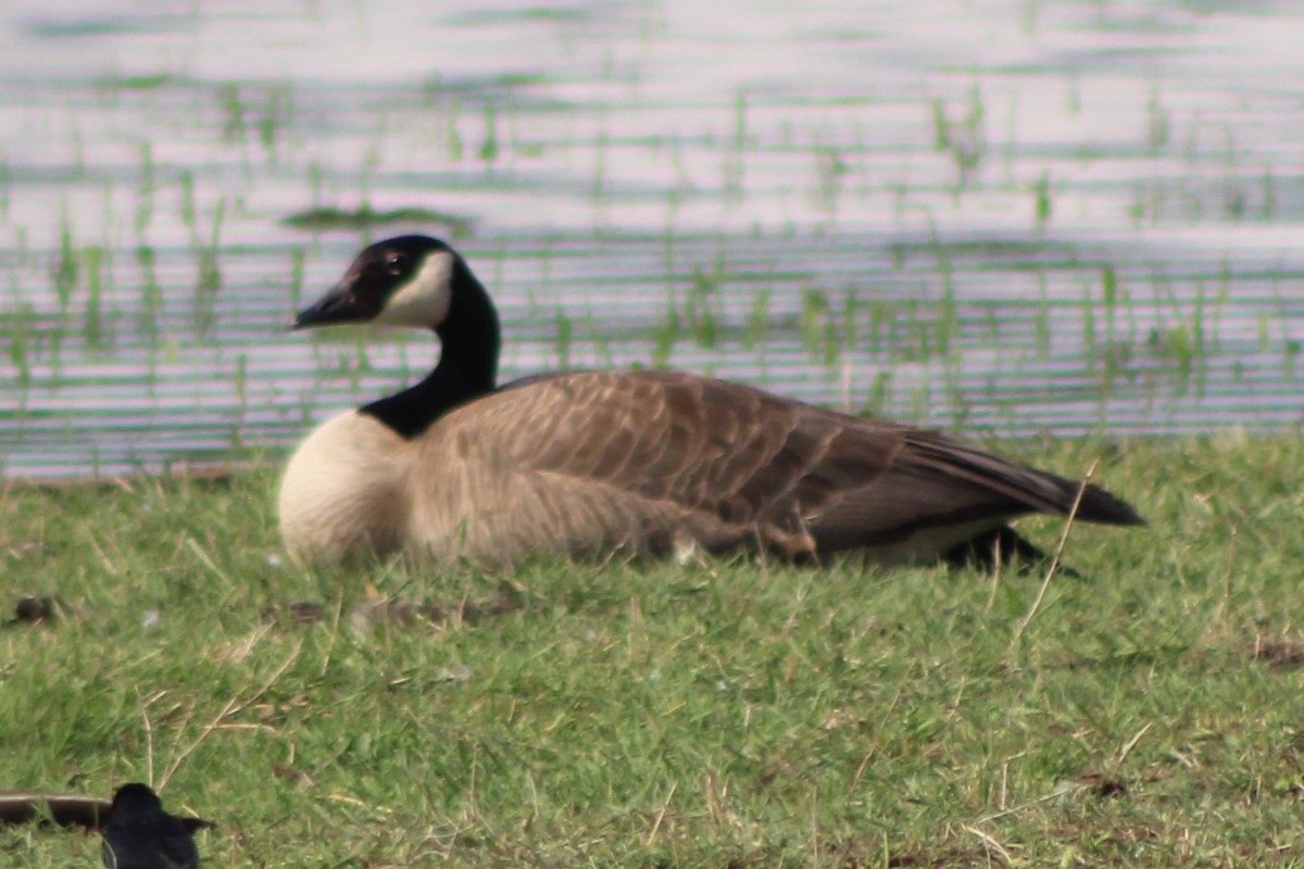 Canada Goose (moffitti/maxima) - ML613540659