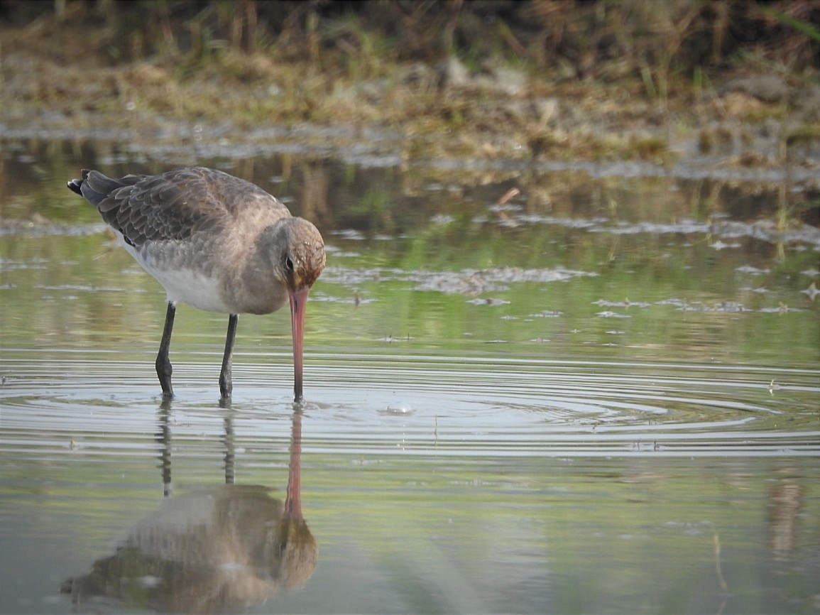 Black-tailed Godwit - ML613540685