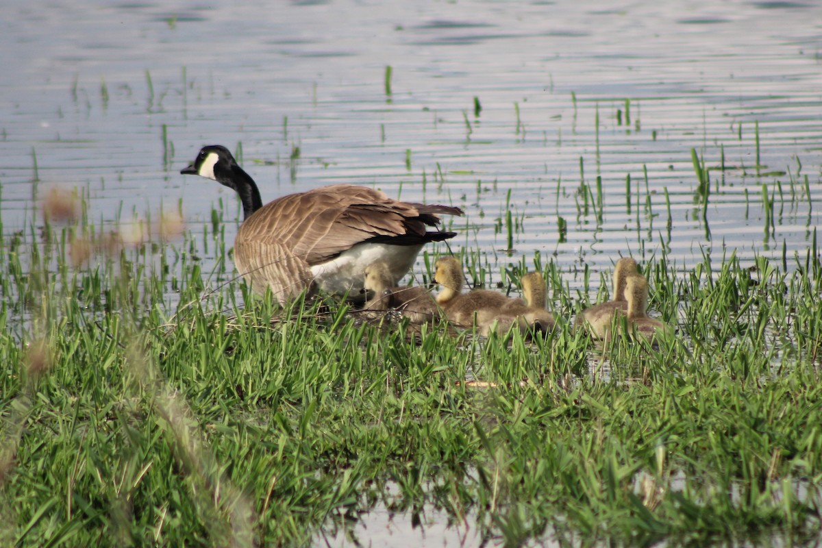 Canada Goose (moffitti/maxima) - Sean Cozart