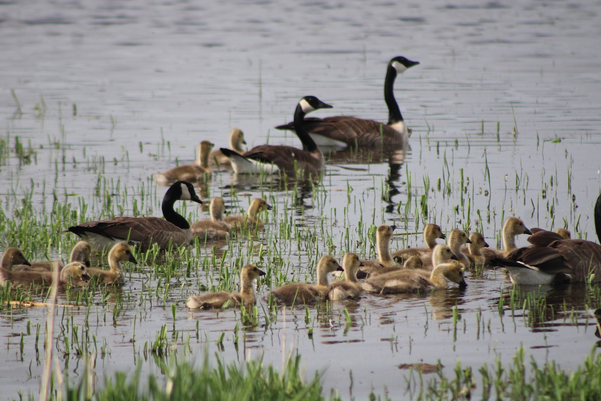 Canada Goose (moffitti/maxima) - ML613540687