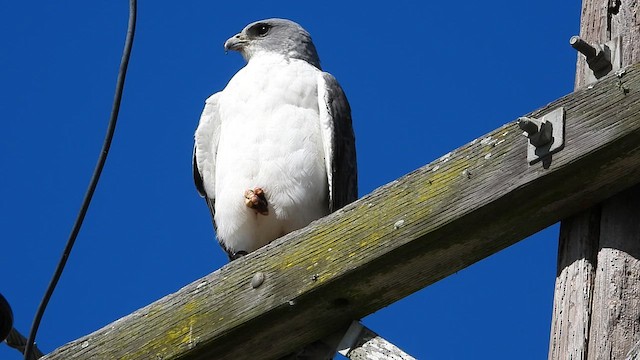 Buse à queue blanche - ML613540723