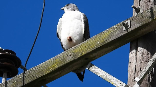 White-tailed Hawk - ML613540726