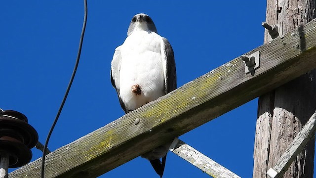 Buse à queue blanche - ML613540727