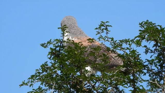 Weißschwanzbussard - ML613540728