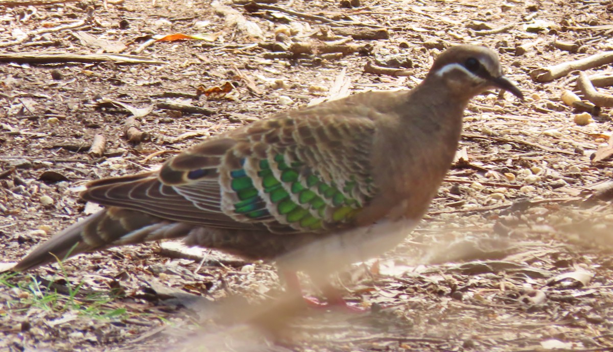 Common Bronzewing - Phil Skeggs