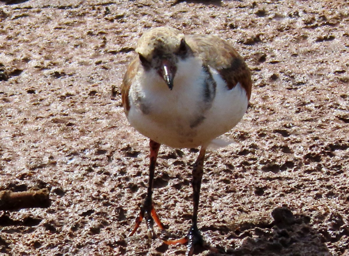 Black-fronted Dotterel - ML613540756