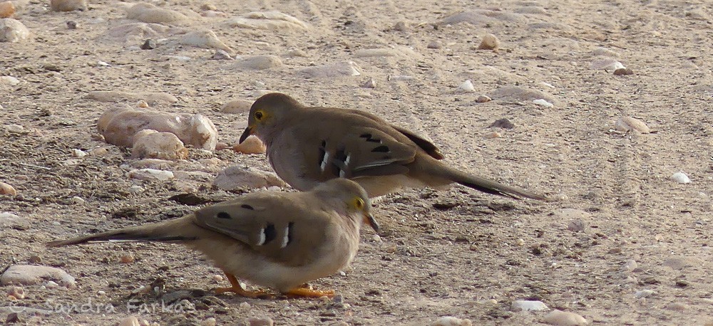 Long-tailed Ground Dove - ML613540767