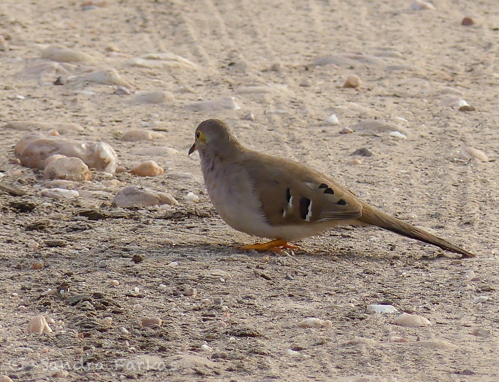 Long-tailed Ground Dove - ML613540768