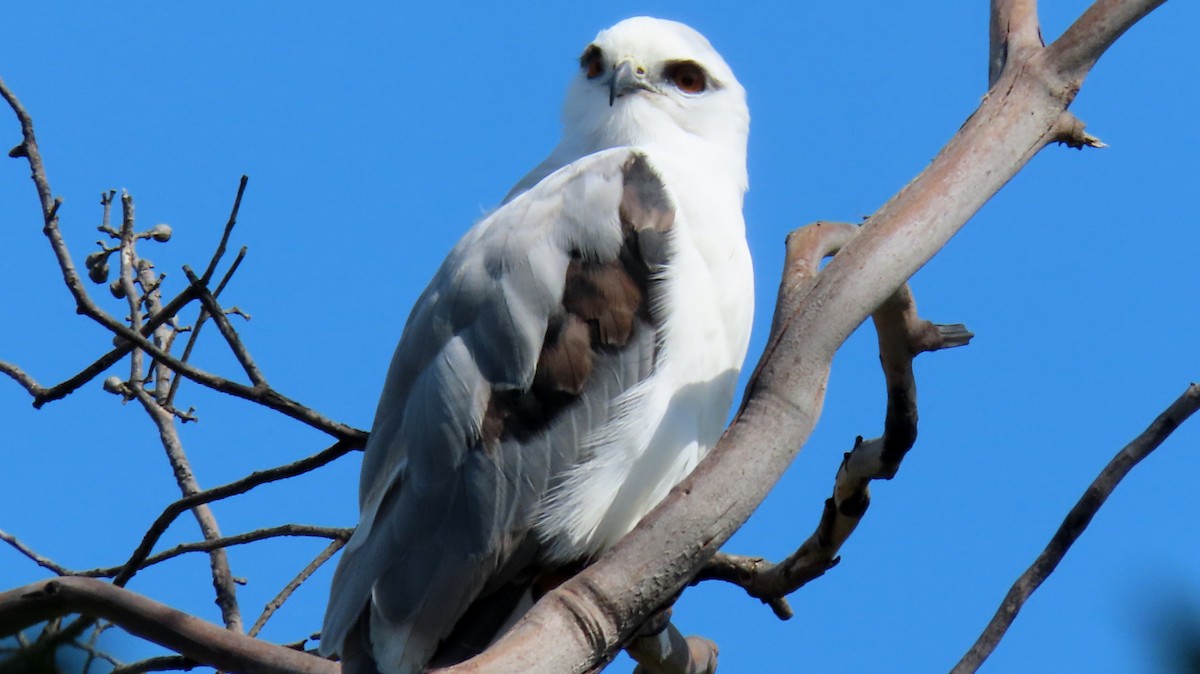 Black-shouldered Kite - Phil Skeggs