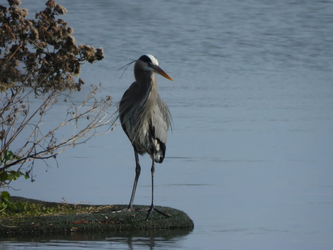 Great Blue Heron - colin 🐦