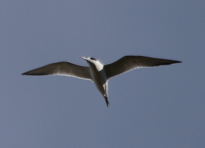 Forster's Tern - ML613540869