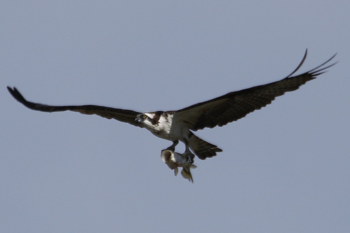 Osprey - River Ahlquist