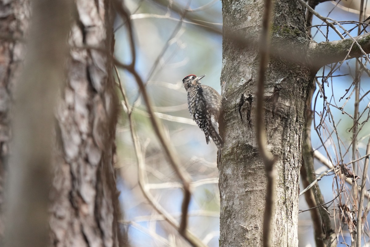 Yellow-bellied Sapsucker - ML613540971