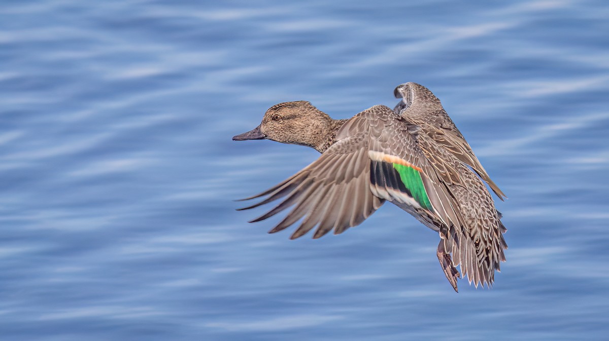 Green-winged Teal - ML613541008